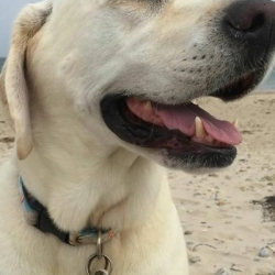 Haole Boy Surfs wearing our This Tag Helps Save Rescue Animals