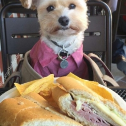 Popeye The Foodie wearing our This Tag Helps Save Rescue Animals